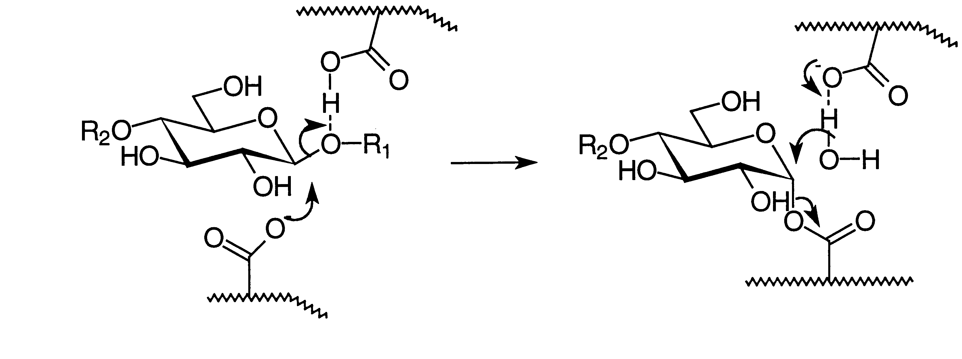 Cellulase reaction